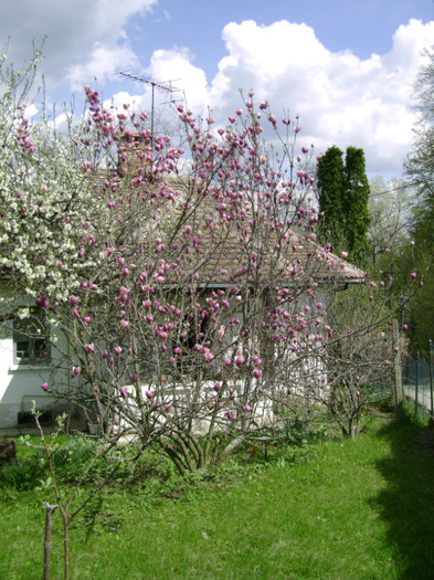 magnolia soulageana a socrilor
