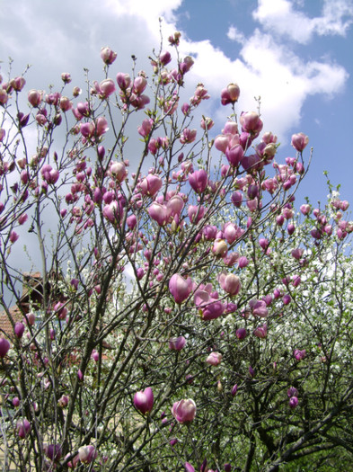 magnolia soulageana a socrilor