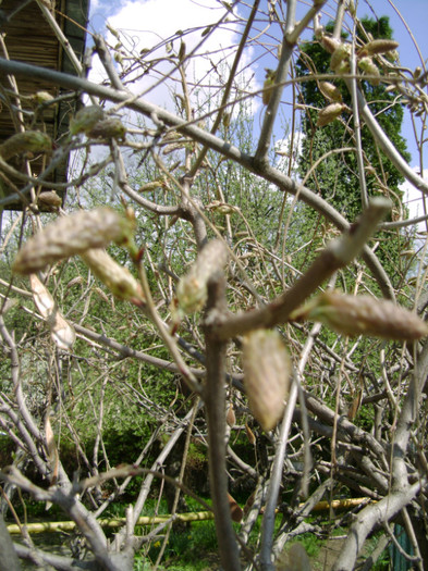 wisteria socrilor