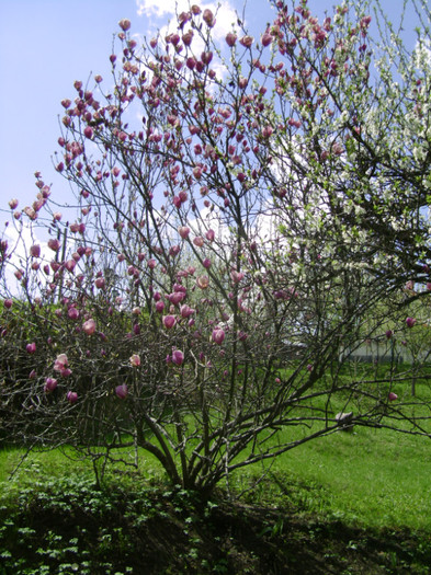 magnolia  socrilor