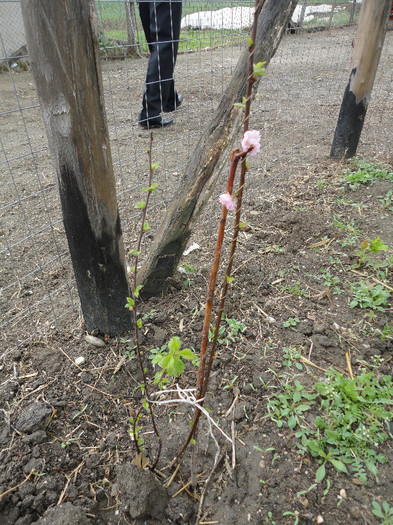 Prunus pus anul acesta - Gradina  2012