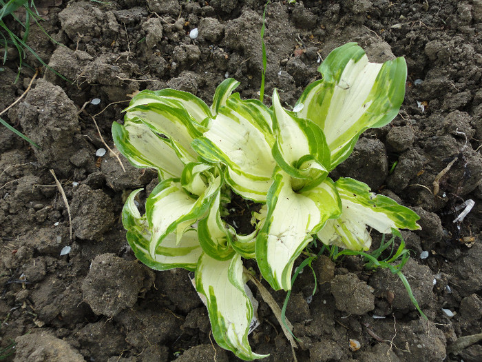 Hosta primit 2011 de la angel22 - Gradina  2012