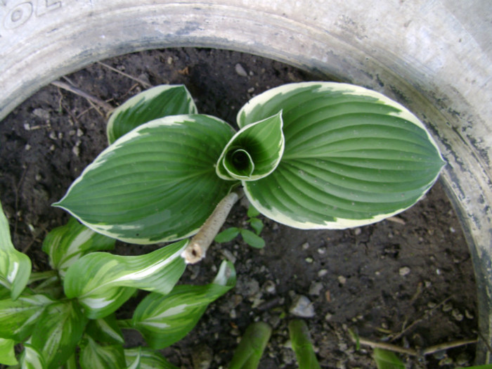 hosta Gabiuta 16apr2012