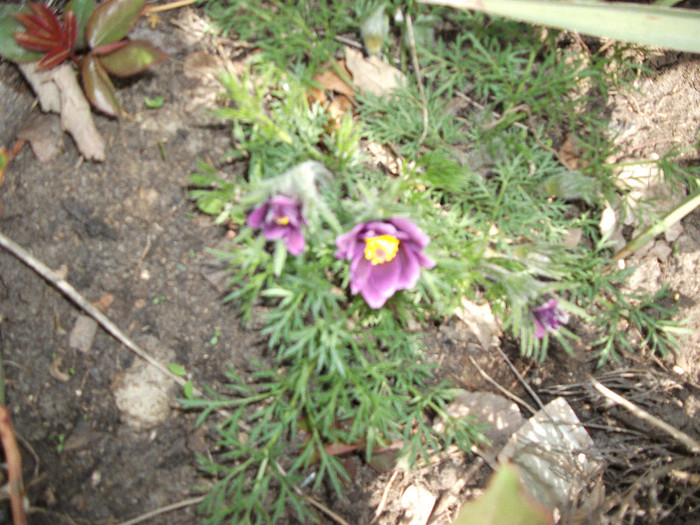 floarea Pastelui - Primavara 2012