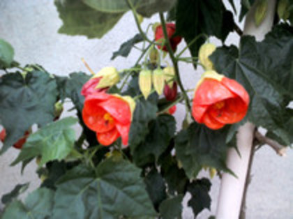 abutilon primit; am primit de la ramonna
