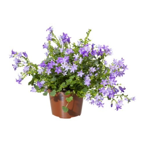 campanula