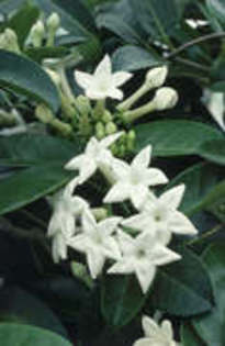 stephanotis am cumparat - Plante dorite IN LUCRU