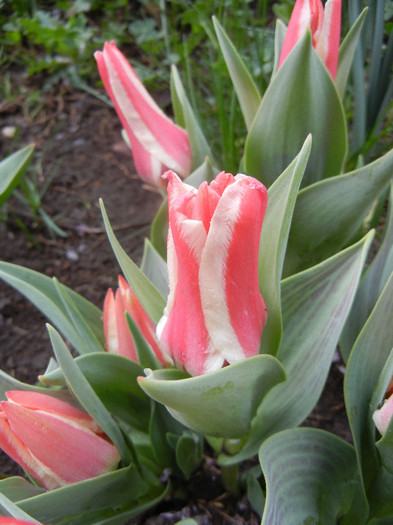 Tulipa Pinocchio (2012, April 15)