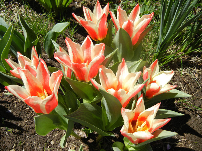 Tulipa Pinocchio (2012, April 16)