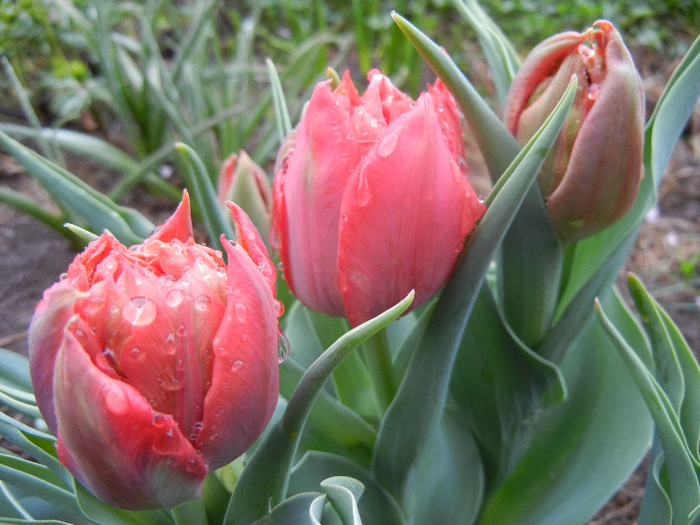 Tulipa Abba (2012, April 15)