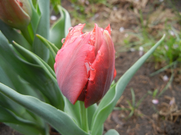 Tulipa Abba (2012, April 15) - Tulipa Abba