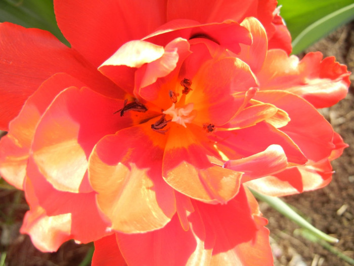 Tulipa Abba (2012, April 16)