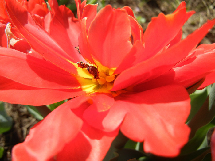 Tulipa Abba (2012, April 16) - Tulipa Abba