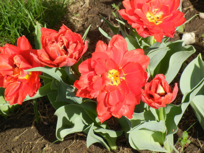Tulipa Abba (2012, April 16) - Tulipa Abba