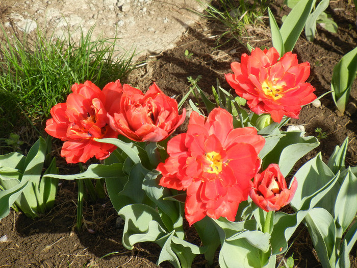 Tulipa Abba (2012, April 16)