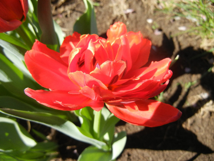 Tulipa Abba (2012, April 16) - Tulipa Abba