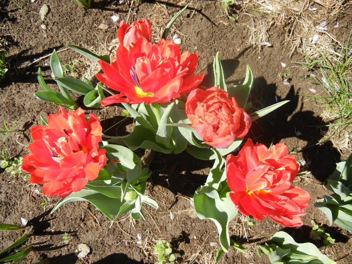 Tulipa Abba (2012, April 16) - Tulipa Abba