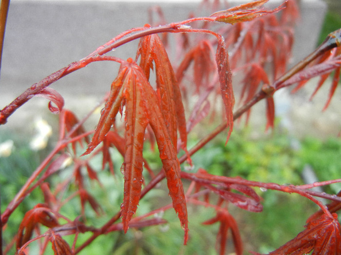 Acer palmatum Bloodgood (2012, Apr.15)