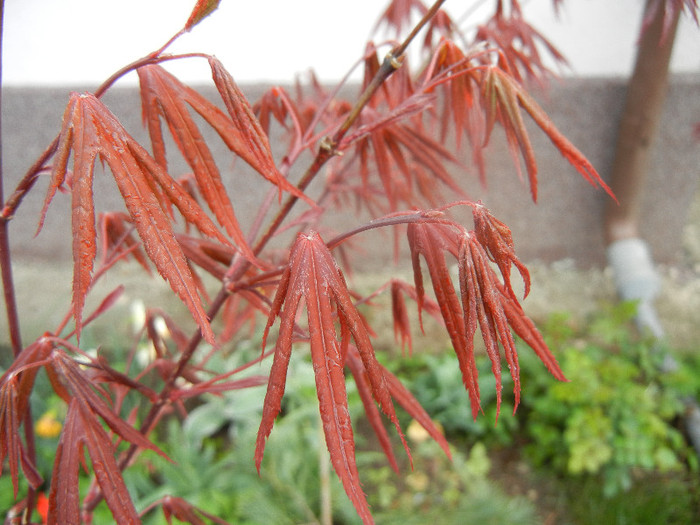 Acer palmatum Bloodgood (2012, Apr.15)