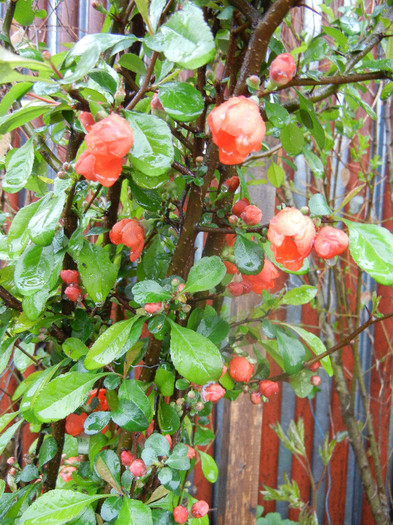 Japanese Quince Bush (2012, April 15) - Chaenomeles japonica