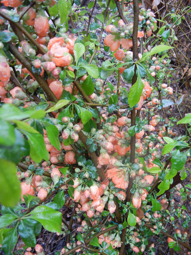 Japanese Quince Bush (2012, April 15)