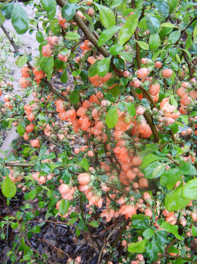 Japanese Quince Bush (2012, April 15)