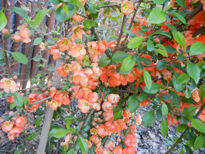 Chaenomeles japonica (2012, April 16) - Chaenomeles japonica