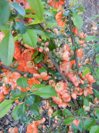 Chaenomeles japonica (2012, April 16)