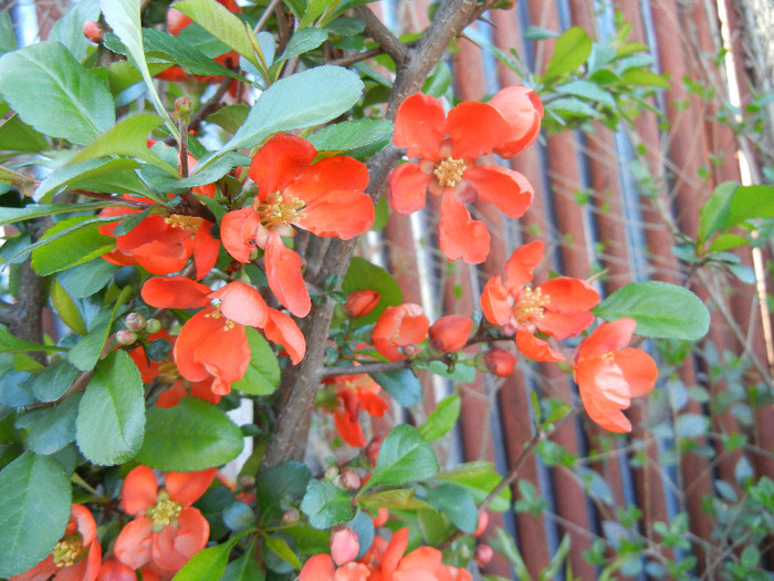 Chaenomeles japonica (2012, April 16) - Chaenomeles japonica