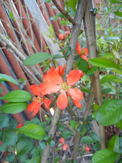 Chaenomeles japonica (2012, April 16) - Chaenomeles japonica