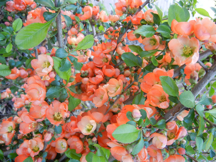 Chaenomeles japonica (2012, April 16) - Chaenomeles japonica