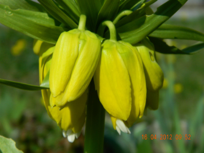 081 - DE PASTE_DUPA PLOAIE