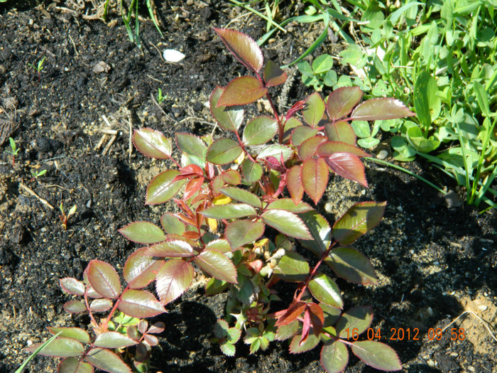 096 - DE PASTE_DUPA PLOAIE