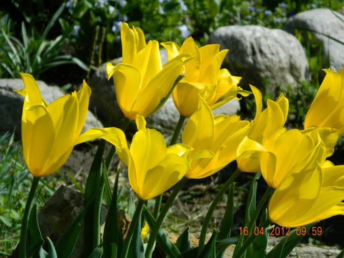 098 - DE PASTE_DUPA PLOAIE