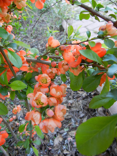 Chaenomeles japonica (2012, April 16) - Chaenomeles japonica