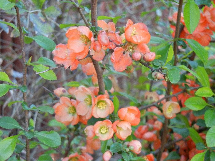 Chaenomeles japonica (2012, April 16) - Chaenomeles japonica