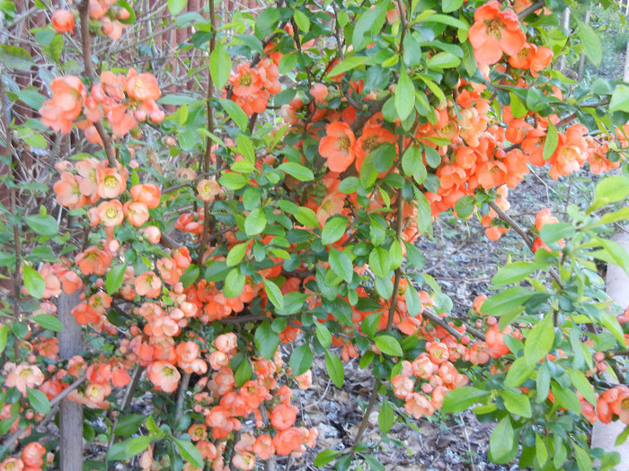 Chaenomeles japonica (2012, April 16)