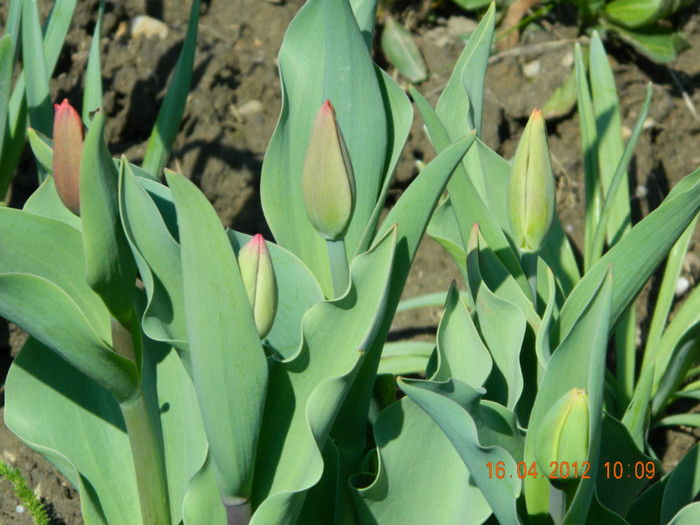 106 - DE PASTE_DUPA PLOAIE