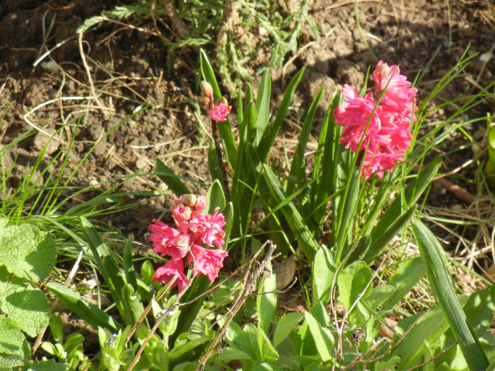 Hyacinthus Hollyhock (2012, April 16) - Hyacinth Hollyhock