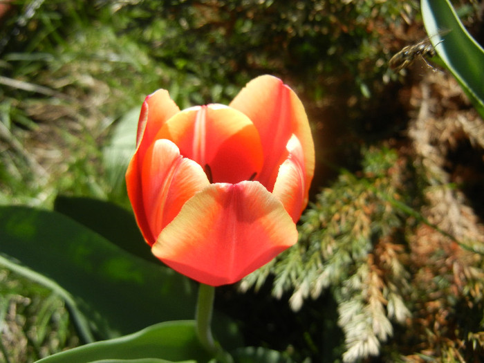 Tulipa Leen van der Mark (2012, April 16) - Tulipa Leen van der Mark