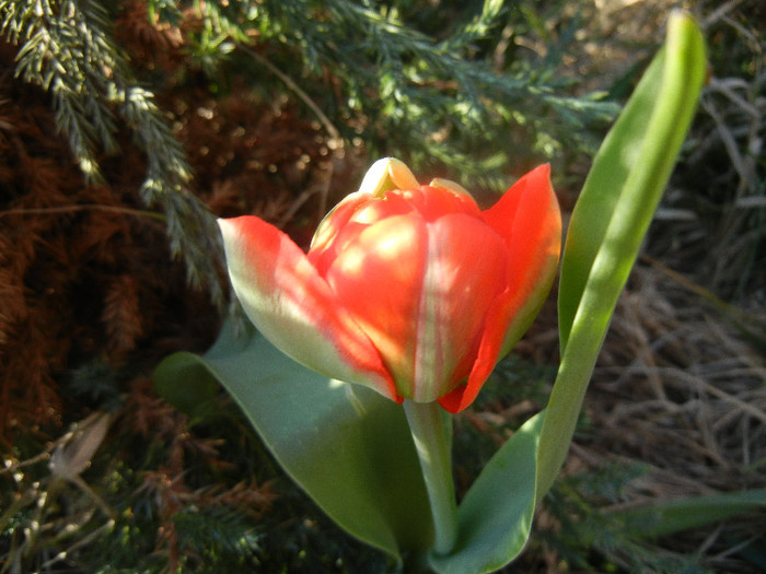 Tulipa Miranda (2012, April 08)