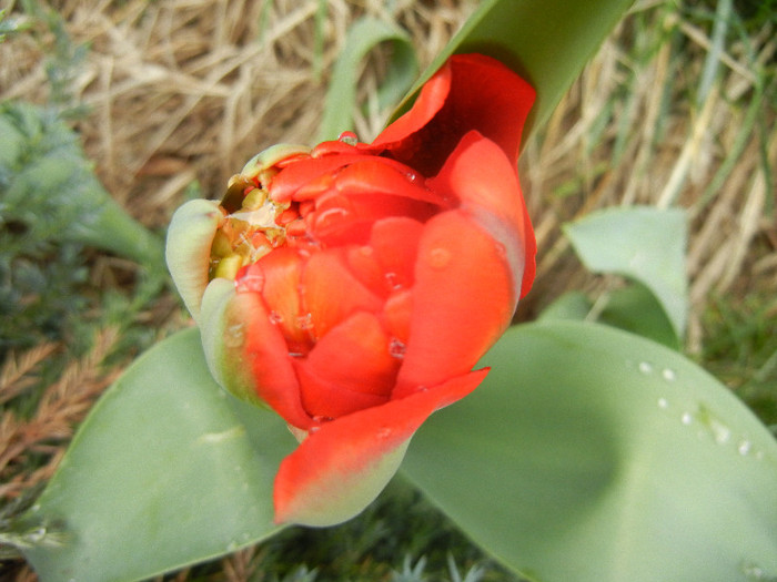 Tulipa Miranda (2012, April 09)