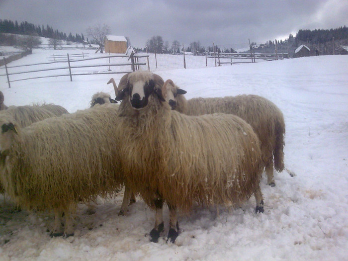 r@LuTzIc@013 - 1BERBECII MEI