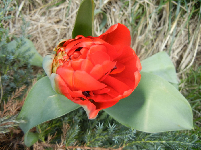 Tulipa Miranda (2012, April 10)