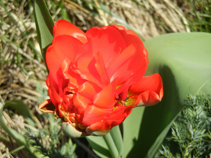 Tulipa Miranda (2012, April 10)