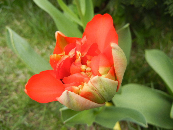 Tulipa Miranda (2012, April 12)