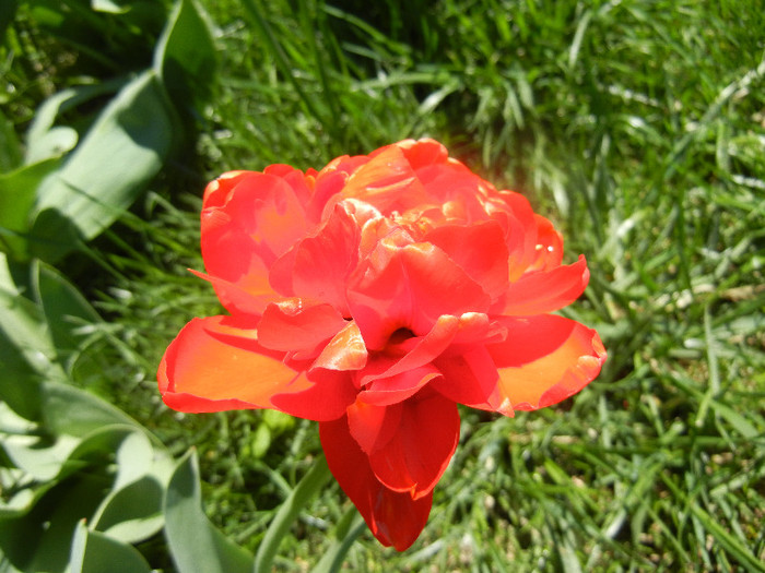 Tulipa Miranda (2012, April 16)