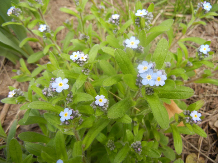 Myosotis alpestris (2012, April 14)