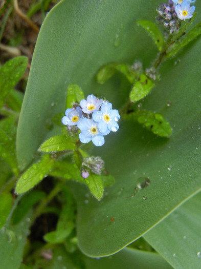 Myosotis alpestris (2012, April 15)
