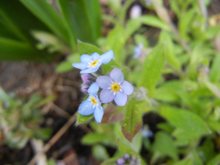 Myosotis alpestris (2012, April 15)